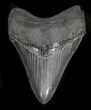 Sharp, Grey Megalodon Tooth - South Carolina #35010-1